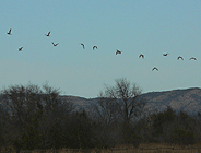 birding in spain birding winter short breaks aiguamolls curlew photo